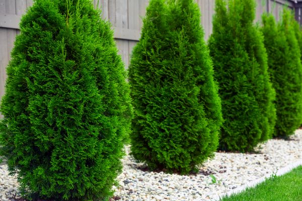 Arborvitae Planting in Bellevue