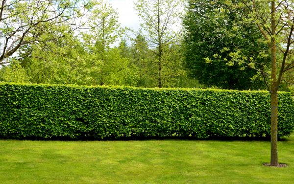 Hedge Planting in Bellevue