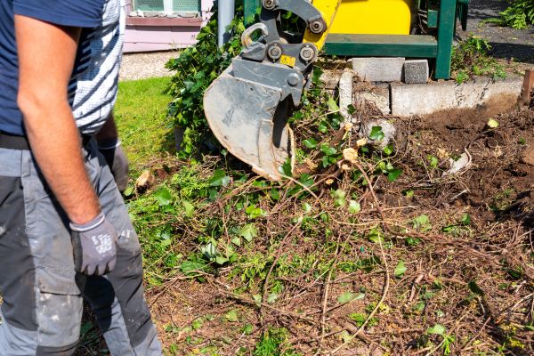Hedge Removal