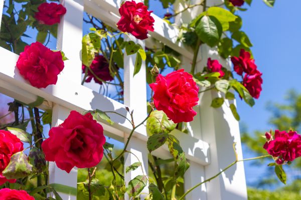 Home Gardening Service