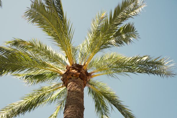 Palm Tree Removal