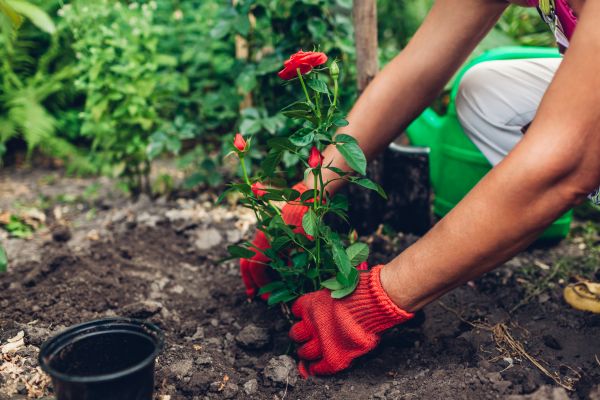 Planting Service