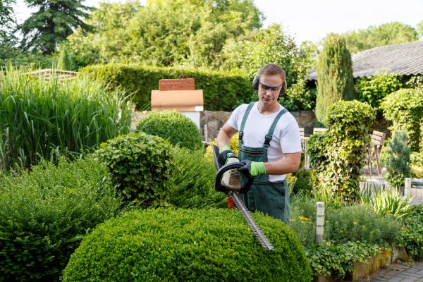 Shrub Maintenance
