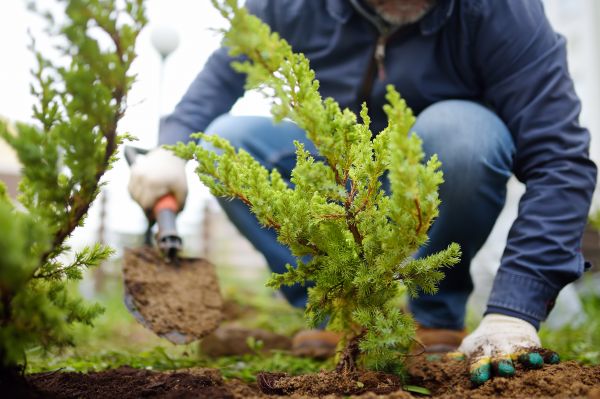 Shrub Planting