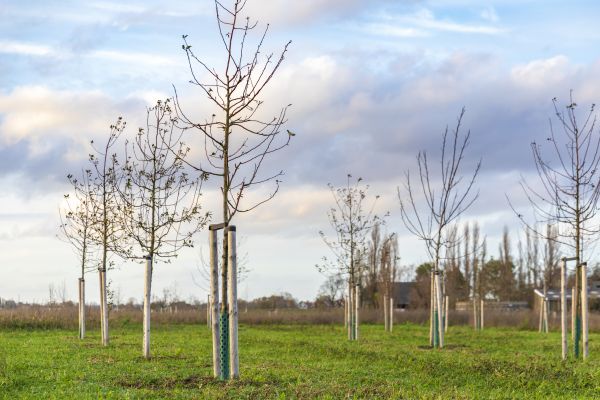 Tree Installation Service
