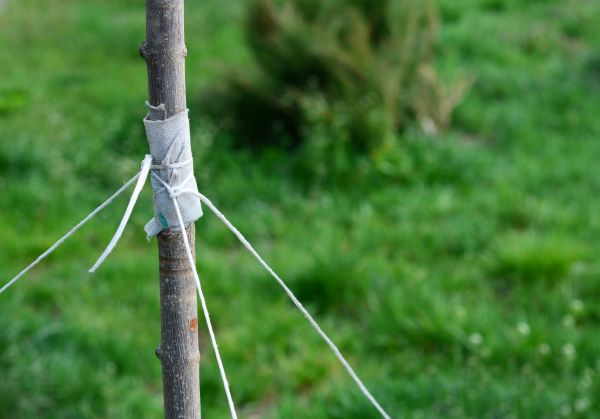 Tree Staking Service