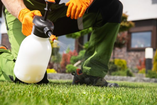Lawn Weed Control