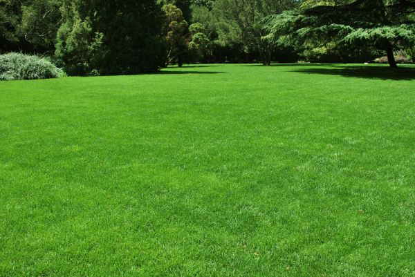Lawn Landscaping Service