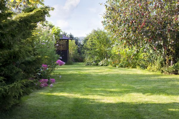 Lawn Improvement