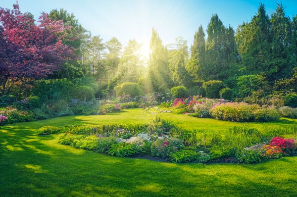 Lawn Makeover