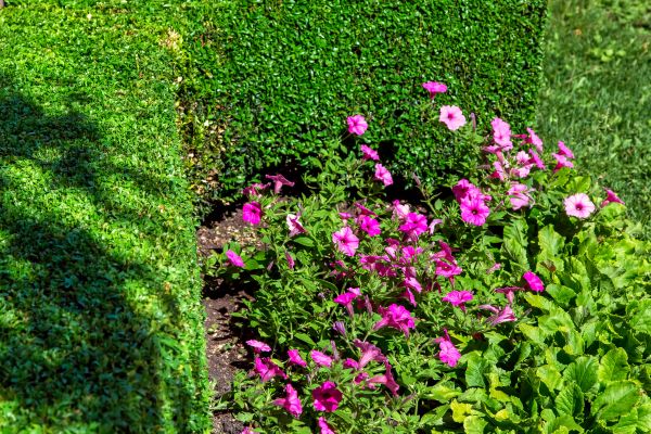 Softscaping Service