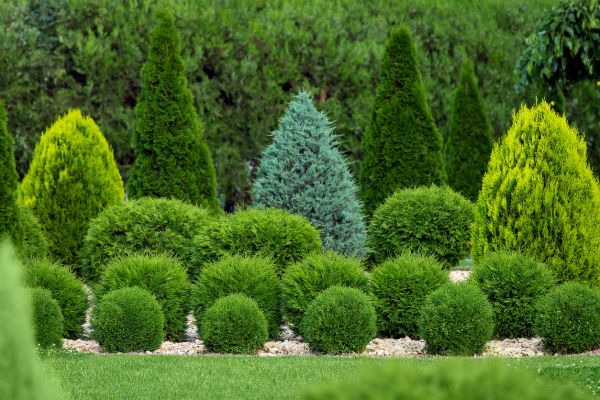 Shrub Replenishment