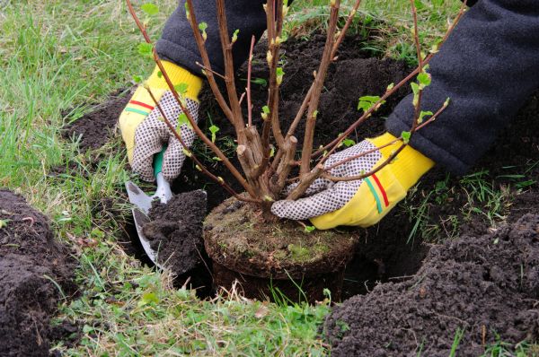 Shrub Substitution