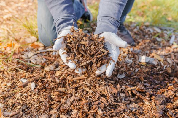 Mulch Extraction
