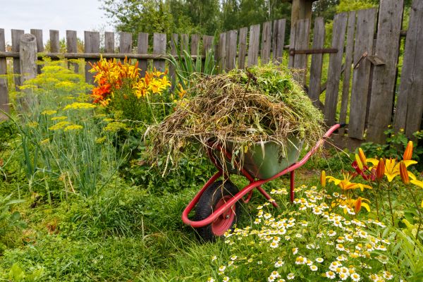 Garden Cleanup Service