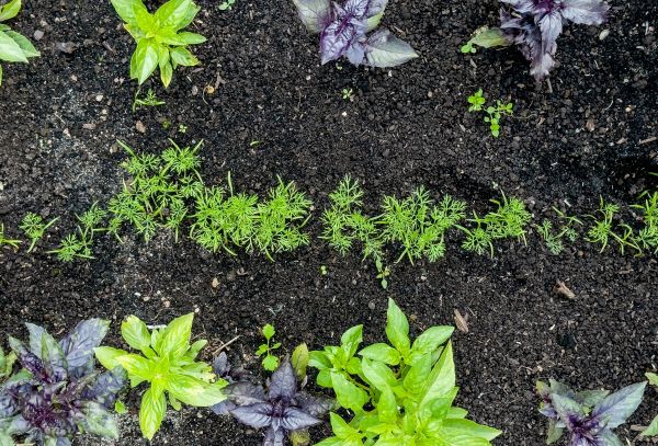 Plant Transplanting