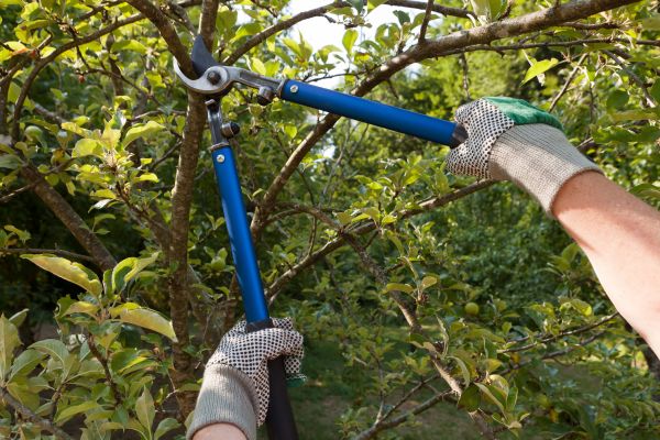 Tree Landscaping Service