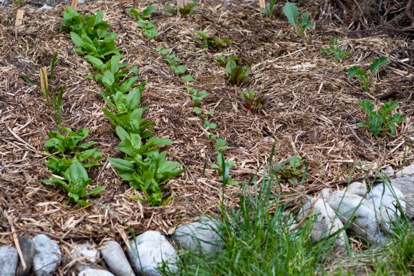 Mulch Service