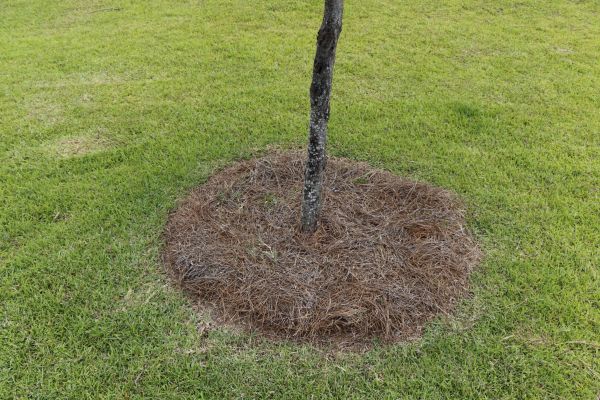 Pine Straw Spreading