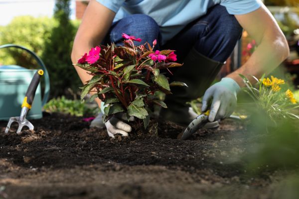 Plant Installation
