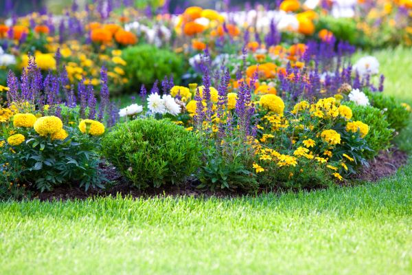 Perennial Planting