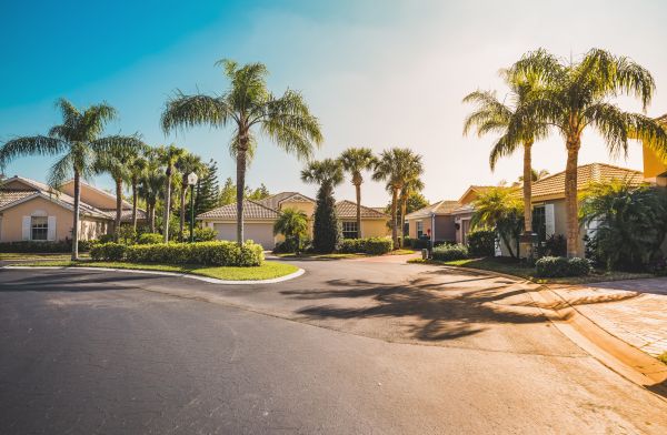Palm Tree Landscaping Service