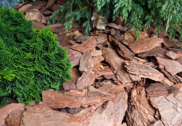 Pine Bark Installation