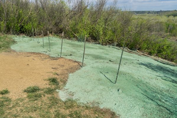 Lawn Rejuvenation