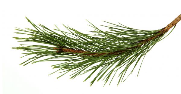 Pine Needles Installation Service