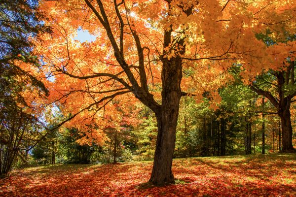 Maple Tree Planting Service