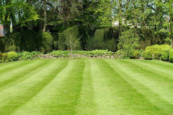 Yard Expansion