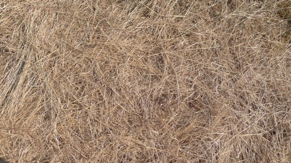 Pine Straw Replacement Service