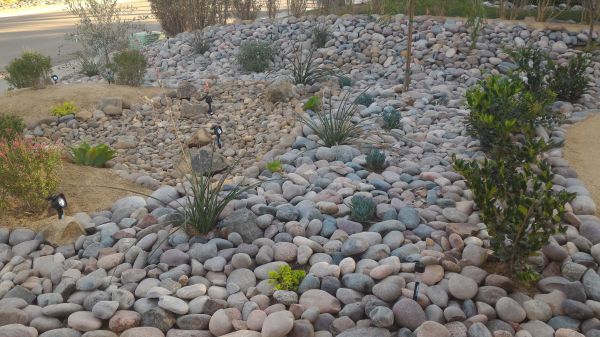 Yard Xeriscaping in Bellevue