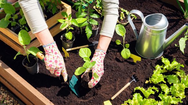 Garden Bed Installation