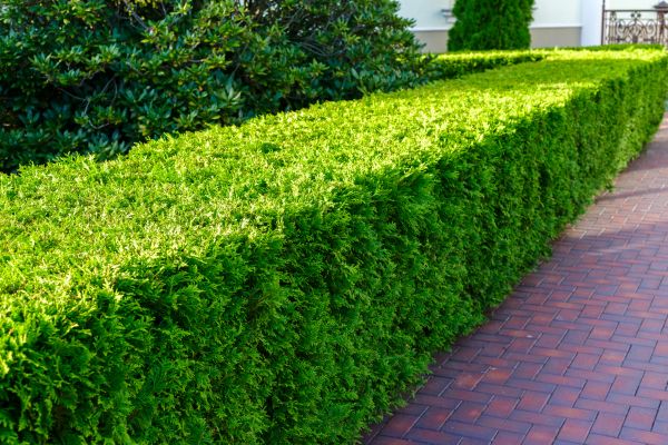 Hedge Installation Service