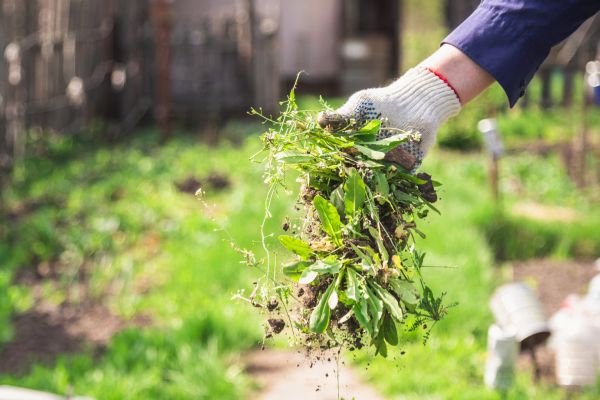 Garden Weed Removal