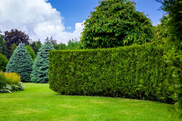 Hedge Landscaping Service