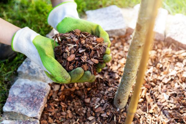 Pine Bark Mulching