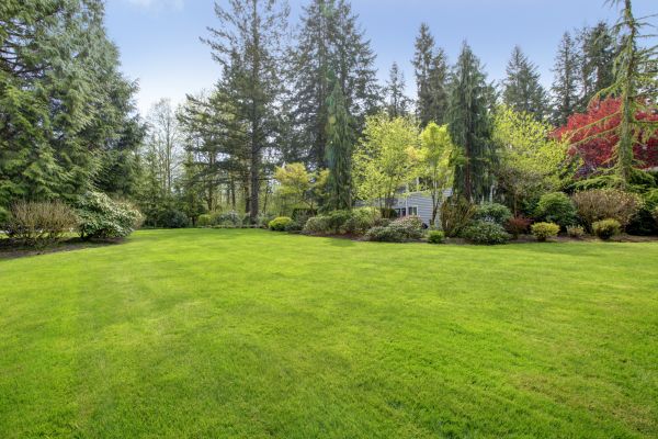 Backyard Enlargement