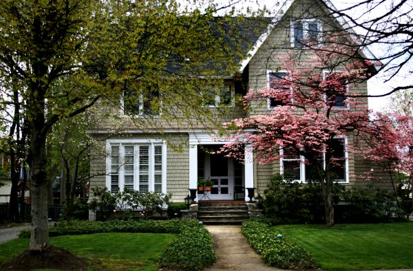 Ornamental Tree Planting Service