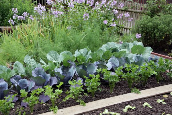 Floral Bed Clearing