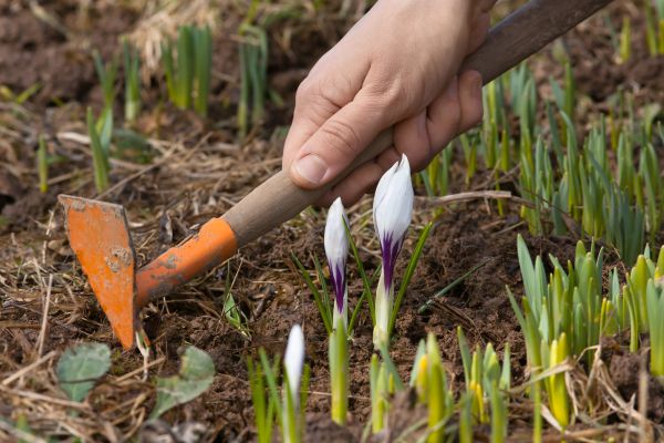 Flower Garden Weeding Service