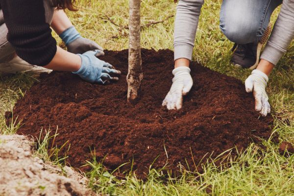 Tree Cultivation