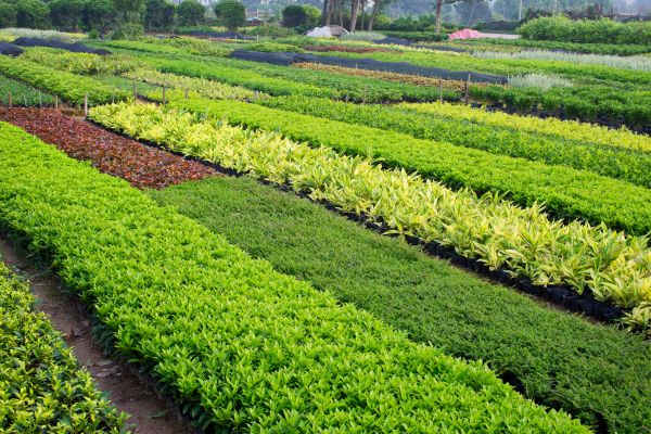 Horticultural Replacement
