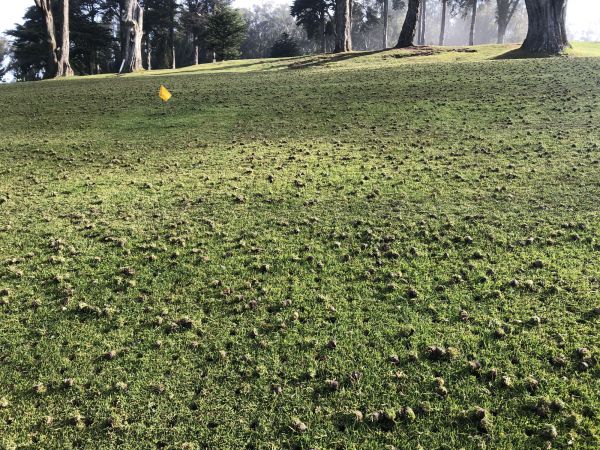 Spring Lawn Aeration