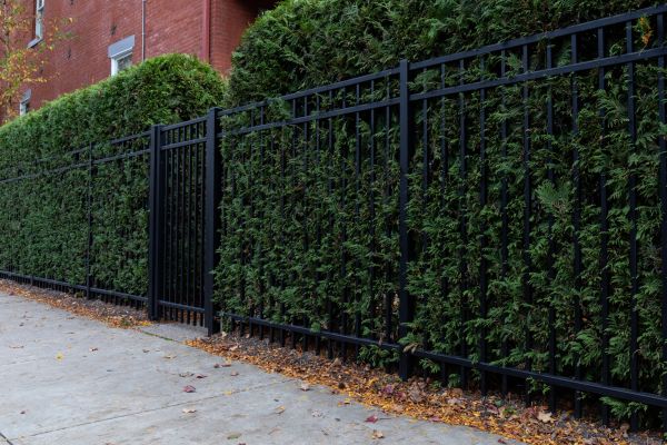 Privacy Hedge Installation