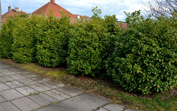 Privacy Shrub Installation Service