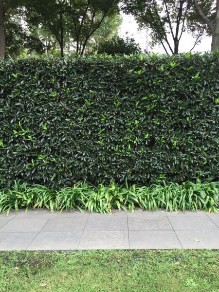 Privacy Shrub Planting Service