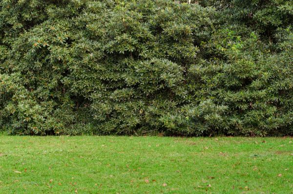 Privacy Hedge Planting