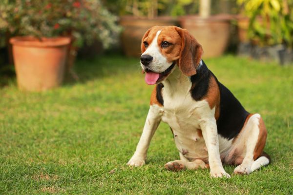 Dog Friendly Landscaping Service